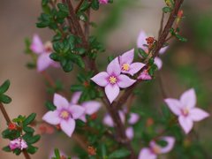 Boronia edwardsii