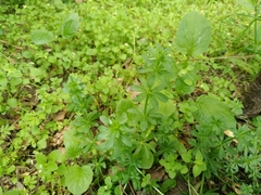Galium odoratum