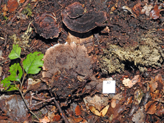 Phellodon plicatus