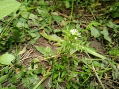 Cardamine impatiens