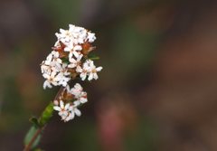 Leucopogon concurvus