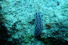 Phyllidiidae