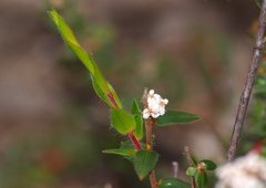 Leucopogon concurvus