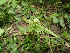 Cardamine impatiens