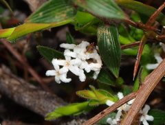 Leucopogon concurvus