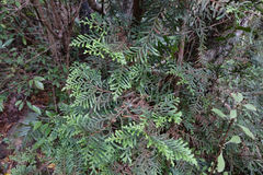 Libocedrus bidwillii