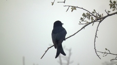 Dicrurus adsimilis fugax