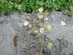 Veronica cardiocarpa