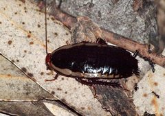 Drymaplaneta communis