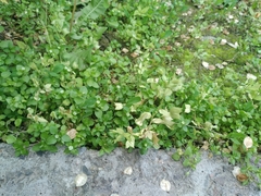 Veronica cardiocarpa