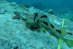 Diodon liturosus