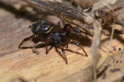 Ant Comb-Footed Spider