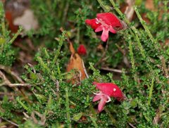 Prostanthera serpyllifolia