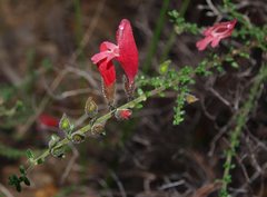 Prostanthera serpyllifolia
