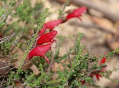 Prostanthera serpyllifolia