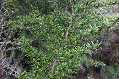 Coprosma pseudocuneata