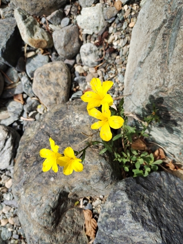 Image of Linum campanulatum by (c) Edoardo Razzetti, some rights reserved (CC BY)