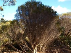 Melaleuca uncinata