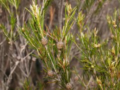 Melaleuca uncinata