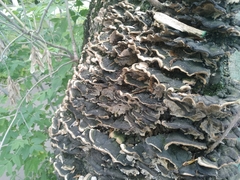 Trametes versicolor