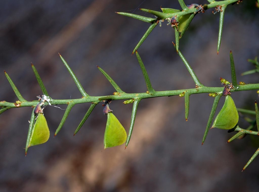 Daviesia asperula