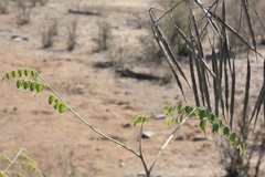 Moringa ovalifolia image