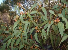Eucalyptus cosmophylla