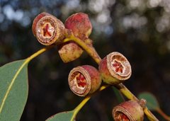 Eucalyptus cosmophylla