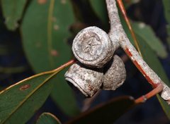 Eucalyptus cosmophylla