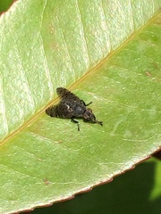 Platystoma