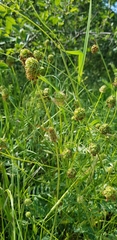 Sanguisorba minor balearica