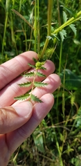 Sanguisorba minor balearica