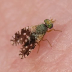 Euaresta bellula