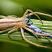 Oblong Running Spider - Photo (c) Steve Begin, some rights reserved (CC BY-NC-SA)