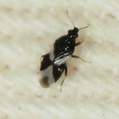 Orius tristicolor
