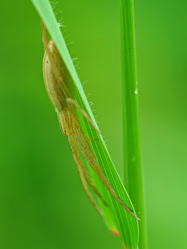 Ilgapilvis laibavoris nuotrauka