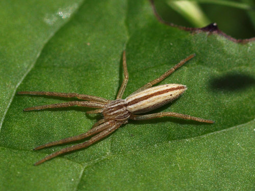 Ilgapilvis laibavoris nuotrauka