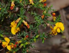 Pultenaea tenuifolia
