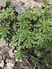 Alchemilla conjuncta