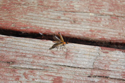 iNaturalist observation photo of Podabrini