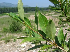 Populus laurifolia