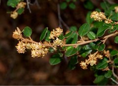 Pomaderris paniculosa