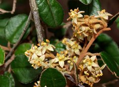 Pomaderris paniculosa