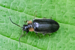 Exneria ruficollis