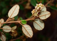 Pomaderris paniculosa