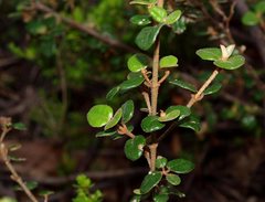 Pomaderris paniculosa