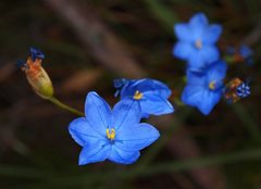 Orthrosanthus multiflorus