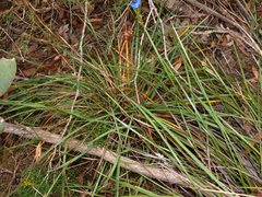 Orthrosanthus multiflorus