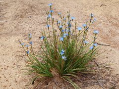 Orthrosanthus multiflorus