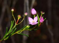 Boronia filifolia